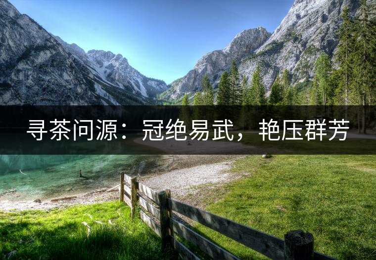 尋茶問(wèn)源：冠絕易武，艷壓群芳