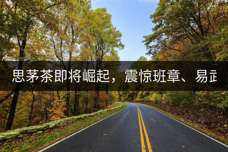 思茅茶即將崛起，震驚班章、易武！