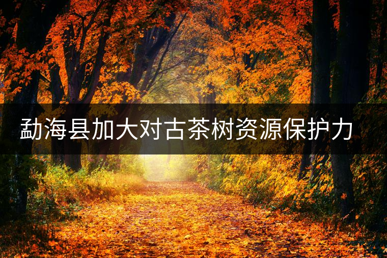 勐海縣加大對(duì)古茶樹資源保護(hù)力度