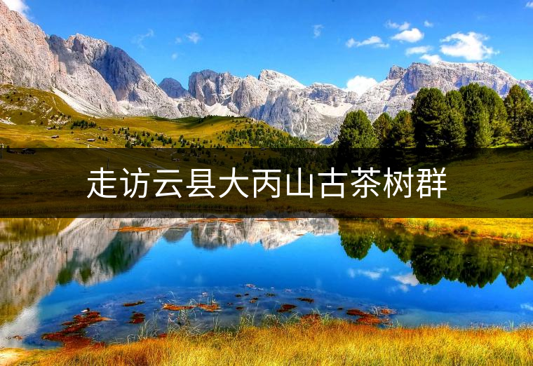 走訪云縣大丙山古茶樹群 走訪云縣大丙山古茶樹群