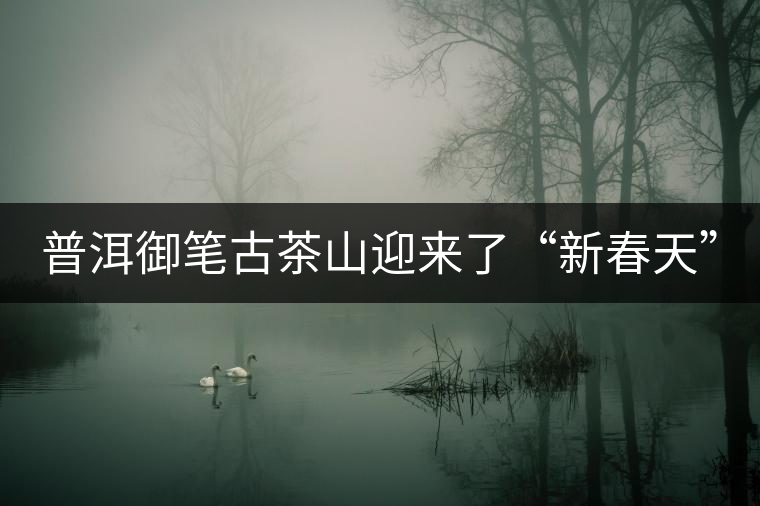 普洱御筆古茶山迎來(lái)了“新春天”