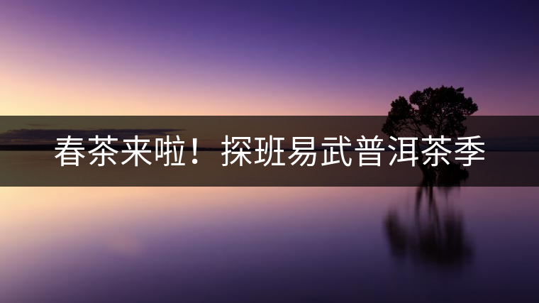 春茶來啦！探班易武普洱茶季