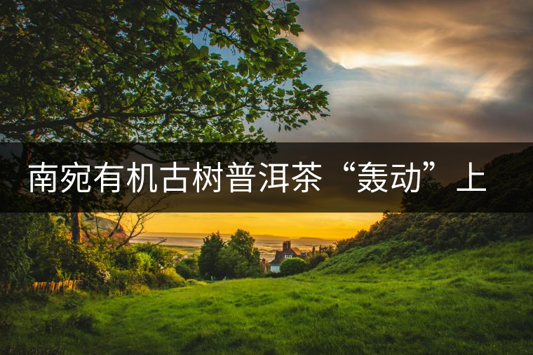 南宛有機(jī)古樹普洱茶“轟動(dòng)”上海灘