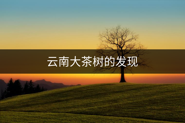云南大茶樹的發(fā)現(xiàn) 云南大茶樹的發(fā)現(xiàn)
