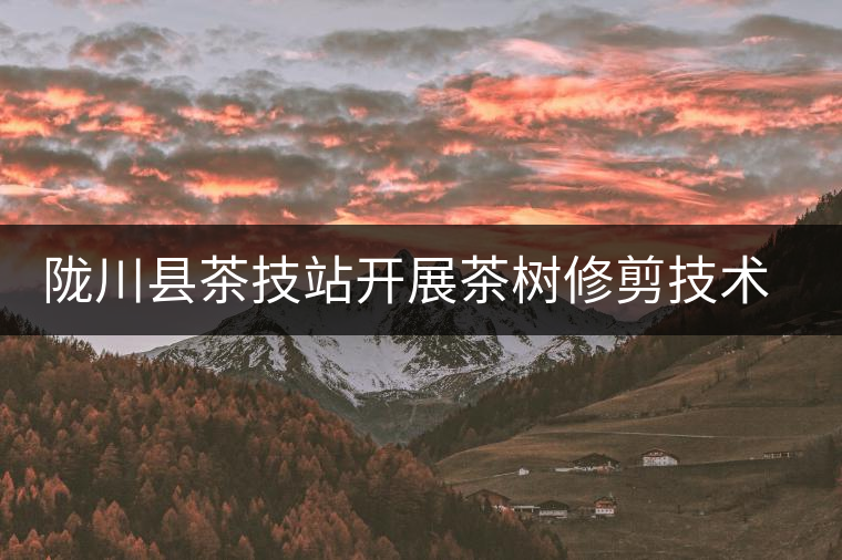 隴川縣茶技站開(kāi)展茶樹修剪技術(shù)培訓(xùn)會(huì)