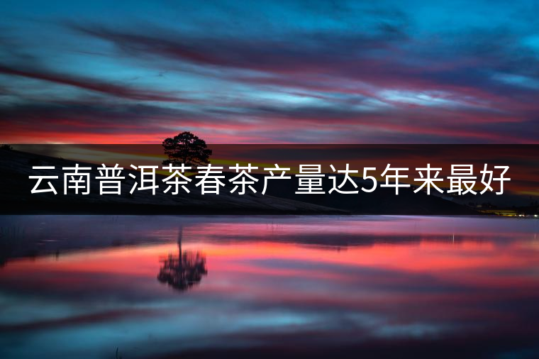 云南普洱茶春茶產量達5年來最好