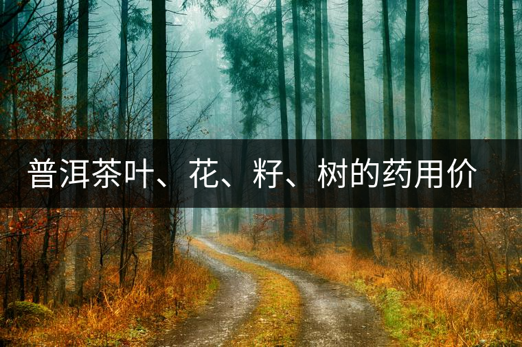 普洱茶葉、花、籽、樹的藥用價(jià)值