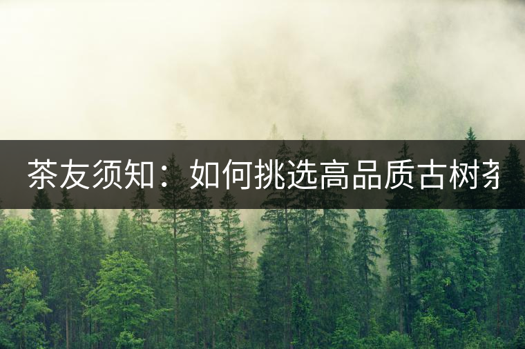 茶友須知：如何挑選高品質(zhì)古樹(shù)茶？