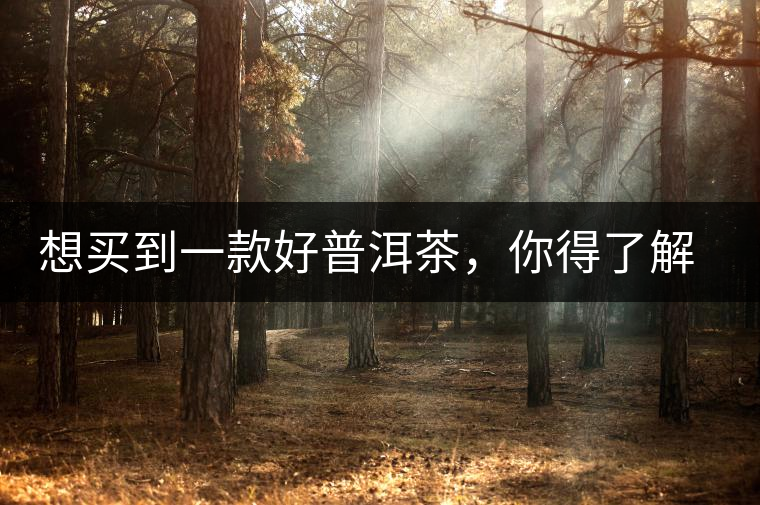 想買(mǎi)到一款好普洱茶，你得了解這些……