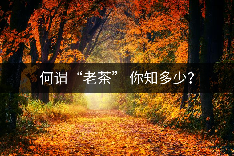 何謂“老茶” 你知多少？