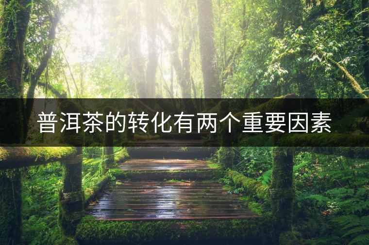 普洱茶的轉化有兩個重要因素