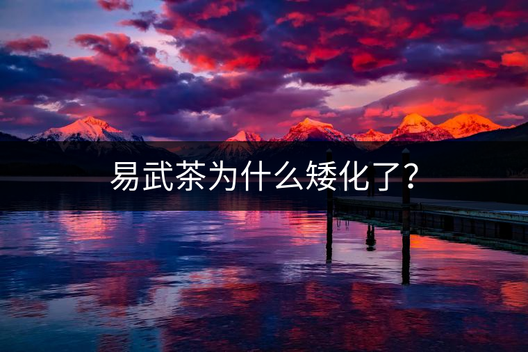 易武茶為什么矮化了？