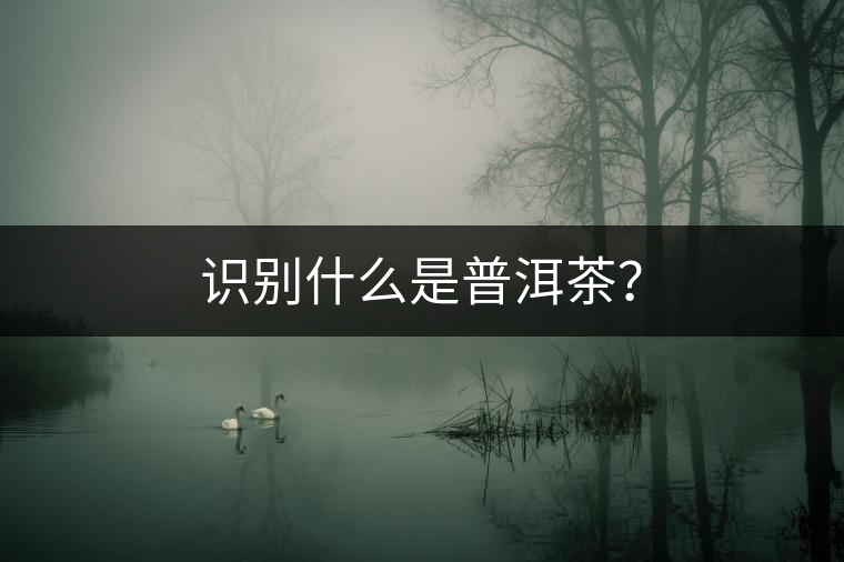 識別什么是普洱茶？