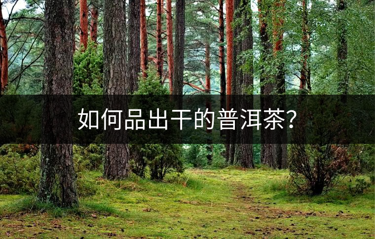 如何品出干的普洱茶？