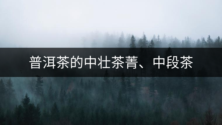 普洱茶的中壯茶菁、中段茶