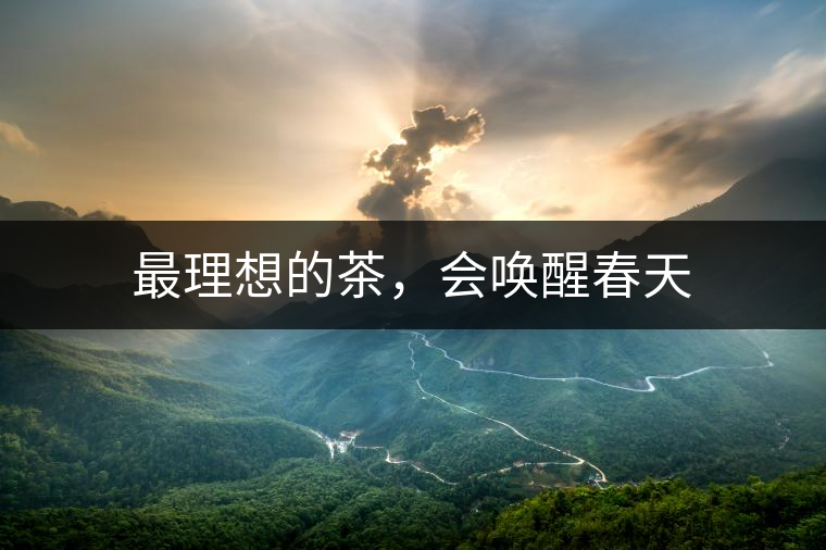 最理想的茶，會喚醒春天