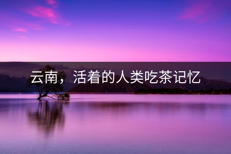 云南，活著的人類吃茶記憶