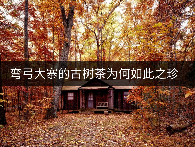 彎弓大寨的古樹茶為何如此之珍貴？