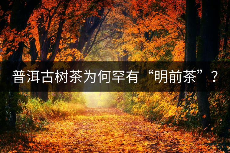 普洱古樹茶為何罕有“明前茶”？