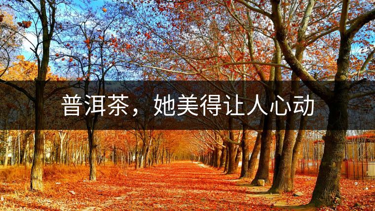 普洱茶，她美得讓人心動(dòng)