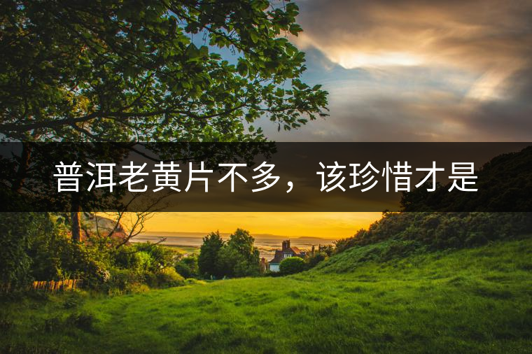 普洱老黃片不多，該珍惜才是