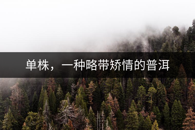 單株，一種略帶矯情的普洱