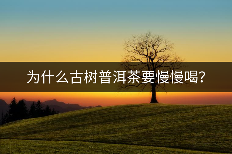 為什么古樹普洱茶要慢慢喝？