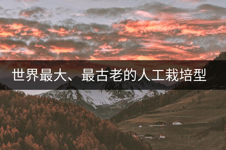 世界最大、最古老的人工栽培型的古茶樹——香竹箐茶祖