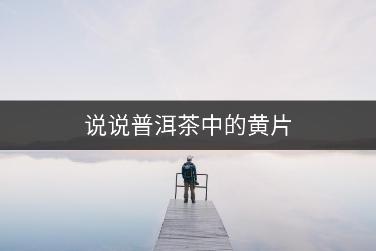 說說普洱茶中的黃片