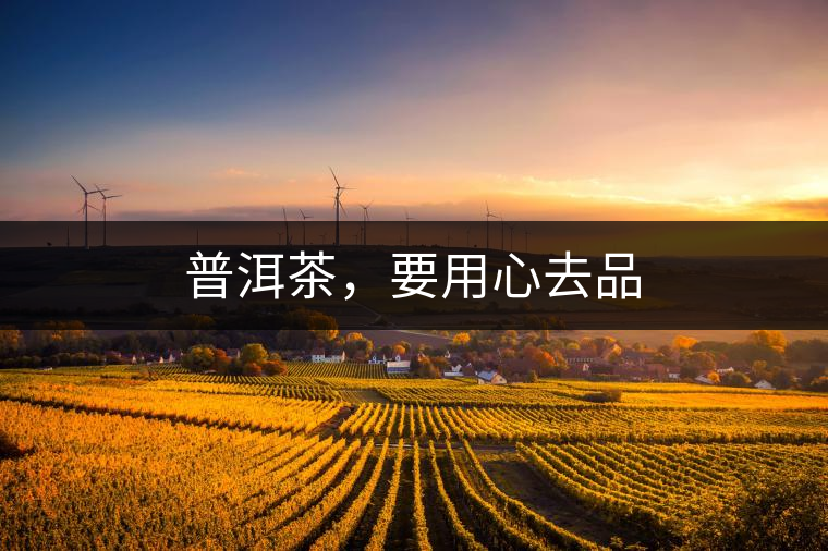 普洱茶，要用心去品