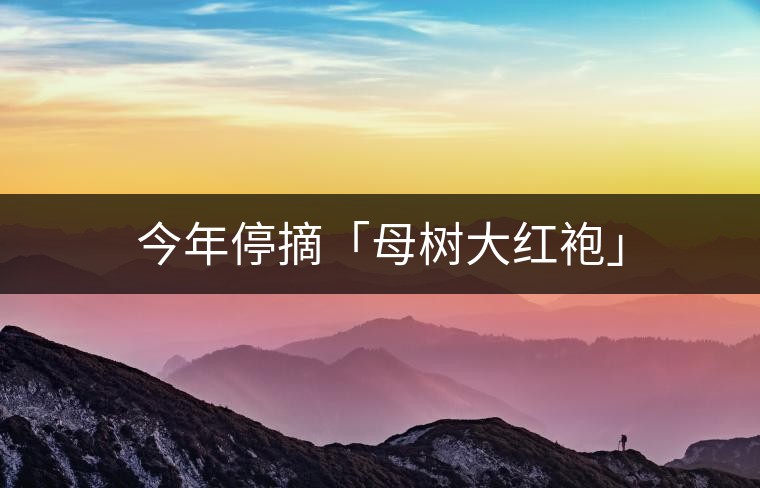 今年停摘「母樹(shù)大紅袍」