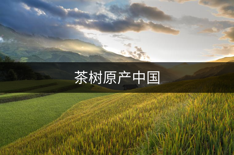 茶樹原產(chǎn)中國(guó)