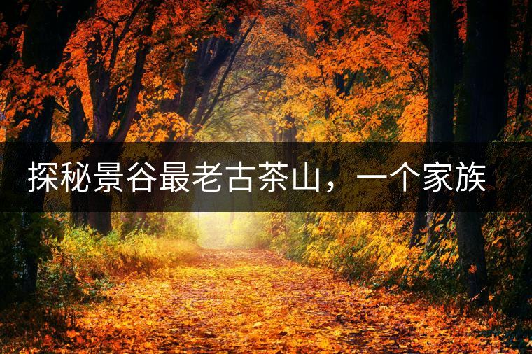 探秘景谷最老古茶山，一個(gè)家族的興茶往事