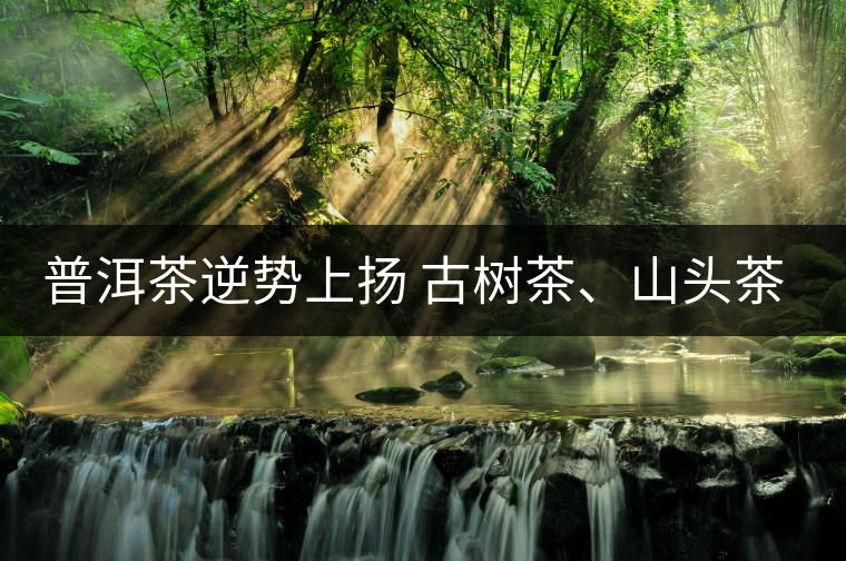 普洱茶逆勢(shì)上揚(yáng) 古樹(shù)茶、山頭茶遭“熱捧”