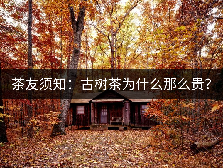 茶友須知：古樹茶為什么那么貴？