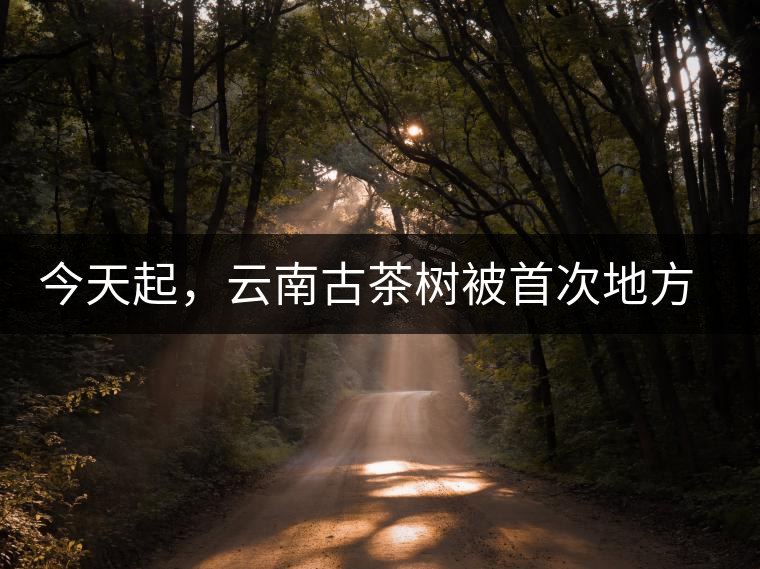 今天起，云南古茶樹被首次地方立法保護(hù)