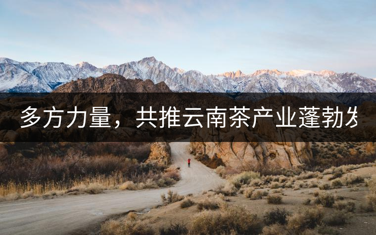 多方力量，共推云南茶產(chǎn)業(yè)蓬勃發(fā)展！