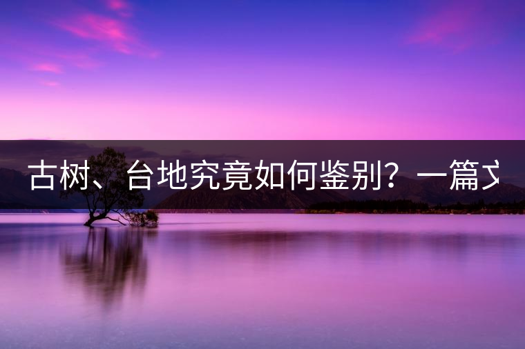 古樹、臺地究竟如何鑒別？一篇文章說透！