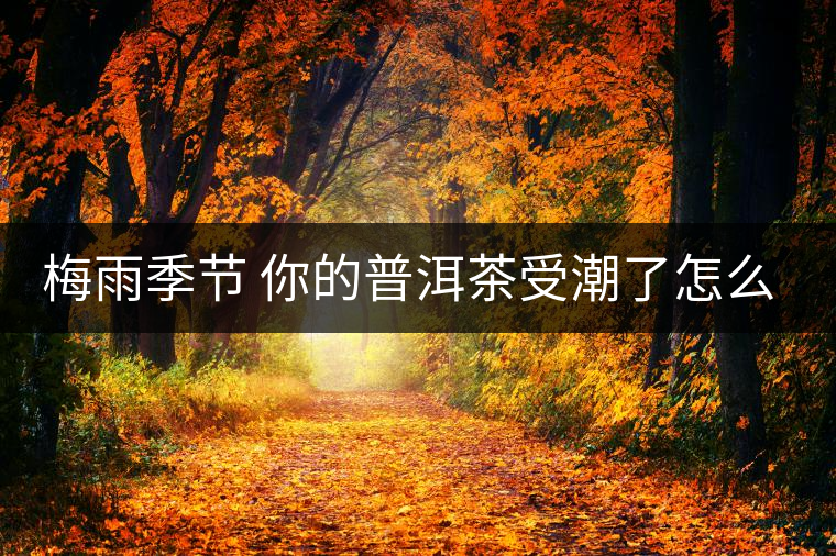 梅雨季節(jié) 你的普洱茶受潮了怎么辦？