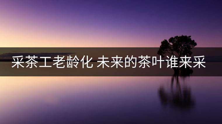 采茶工老齡化 未來的茶葉誰來采？