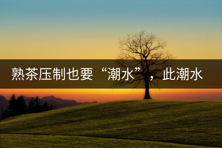 熟茶壓制也要“潮水”，此潮水的目的是什么？