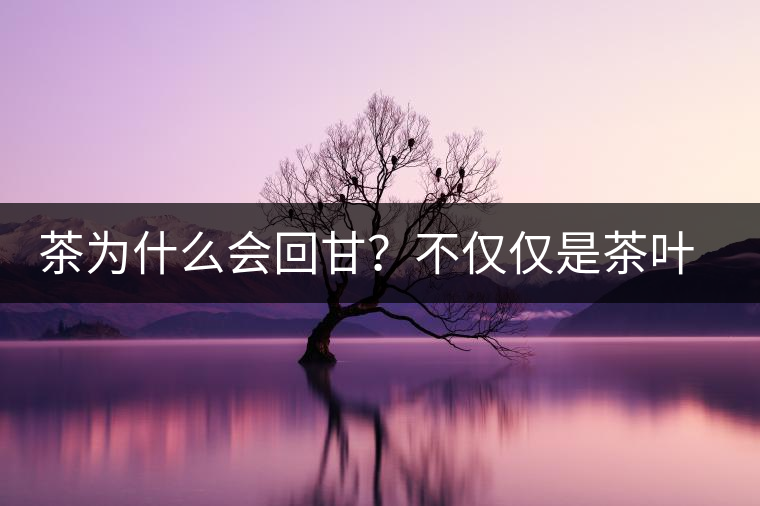 茶為什么會(huì)回甘？不僅僅是茶葉中含糖那么簡(jiǎn)單