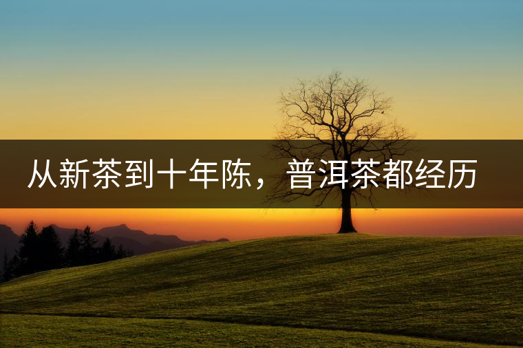 從新茶到十年陳，普洱茶都經(jīng)歷了什么？