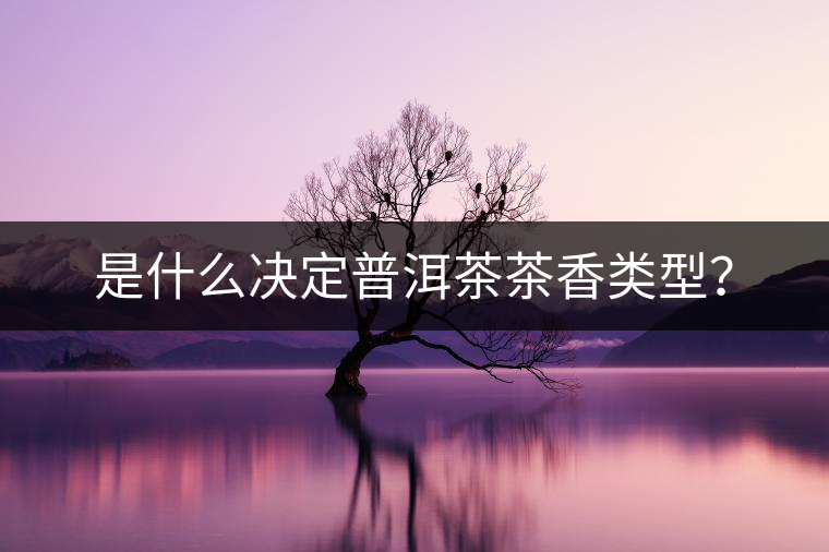 是什么決定普洱茶茶香類型？