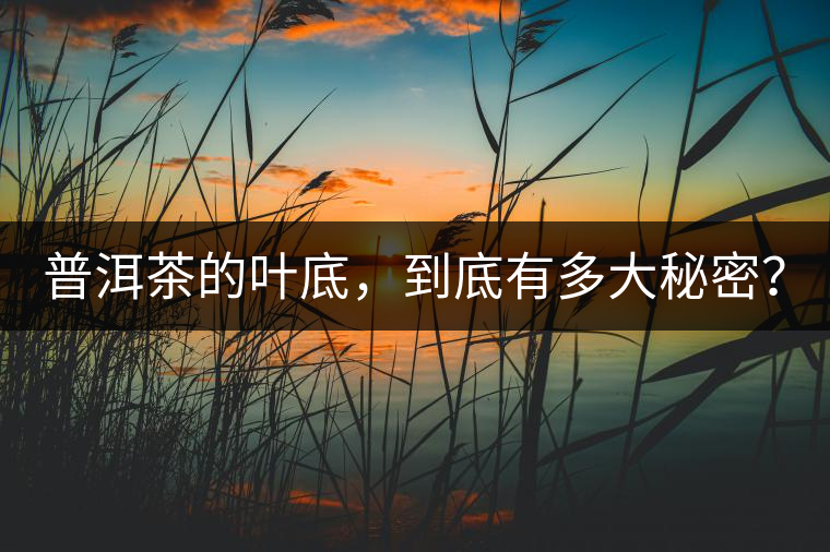 普洱茶的葉底，到底有多大秘密？