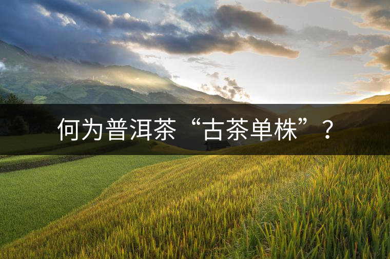 何為普洱茶“古茶單株”？