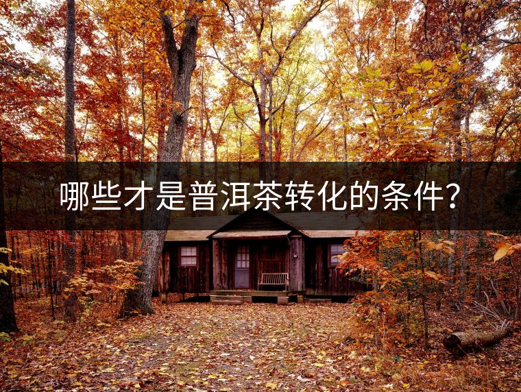 哪些才是普洱茶轉(zhuǎn)化的條件？