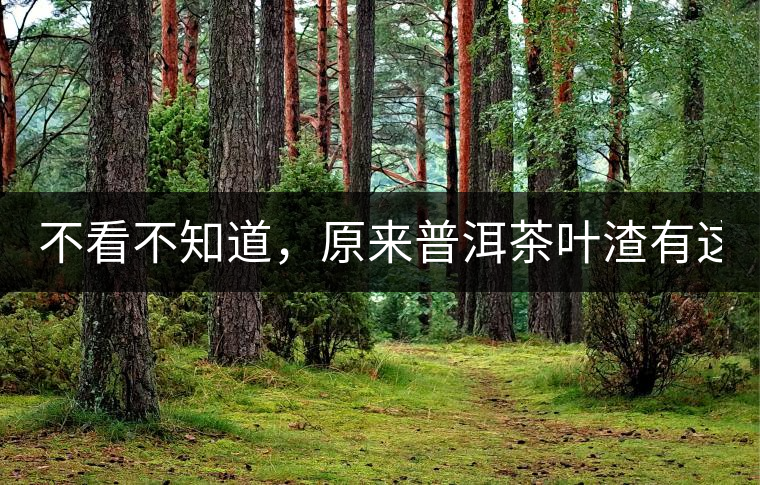 不看不知道，原來普洱茶葉渣有這么多作用！