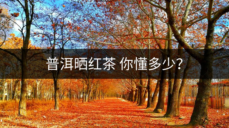 普洱曬紅茶 你懂多少？