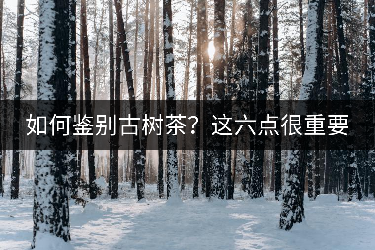 如何鑒別古樹茶？這六點很重要